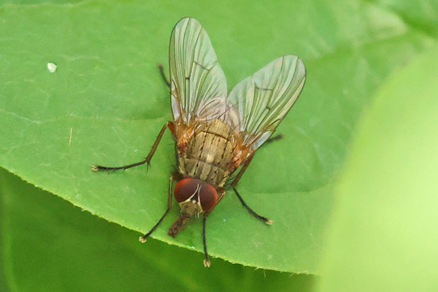 Helina impuncta